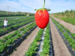 strawberry picking Florida