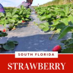 South Florida Strawberry Picking