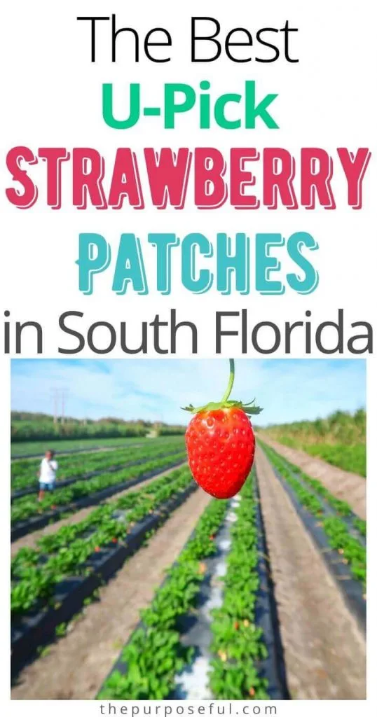 strawberry picking Florida
