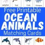 Ocean Animals for Kids