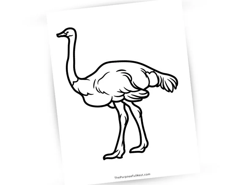 Ostrich Coloring Page