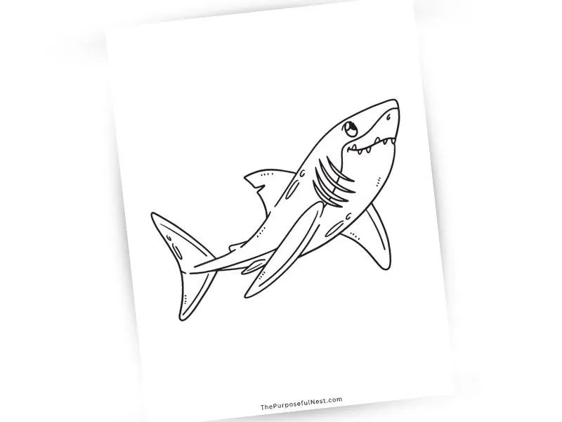 Shark coloring page.