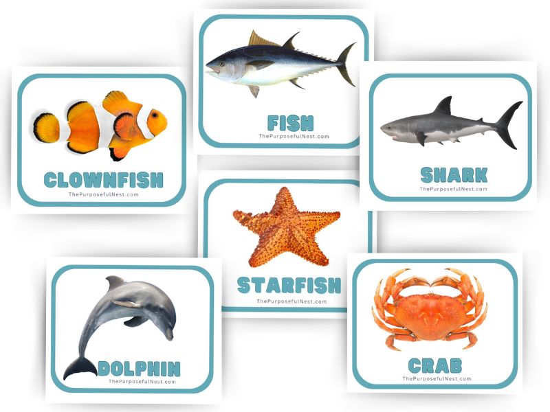 Ocean Animal Flashcards