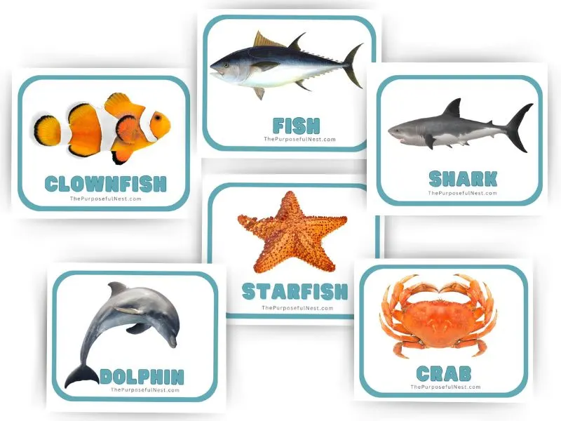 Ocean Animal Flashcards